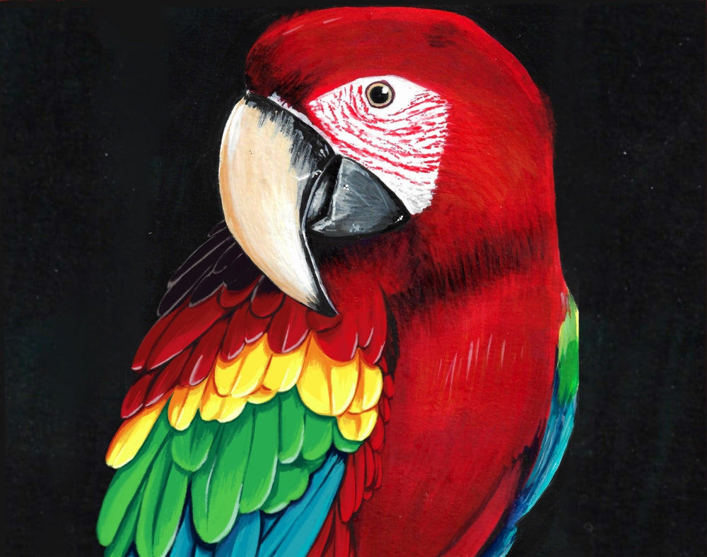 Birds of Paradise │ Headshot